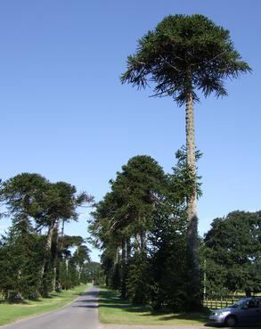 pgds_20080402-115603_bicton0002