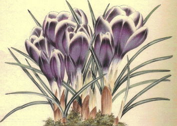 crocus_vernus_var._leedsii.jpg