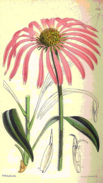 echinacea_angustifolia.jpg