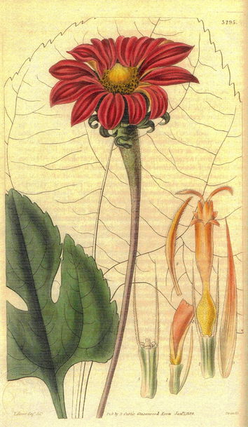 helianthus_speciosus.jpg