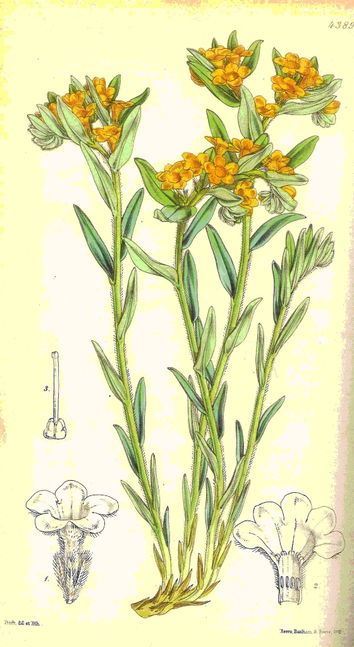 lithospermum_canescens.jpg