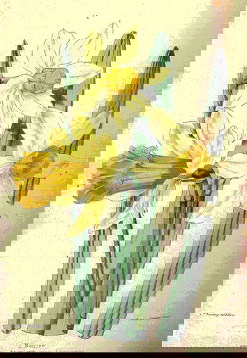 seedling_narcissi.jpg