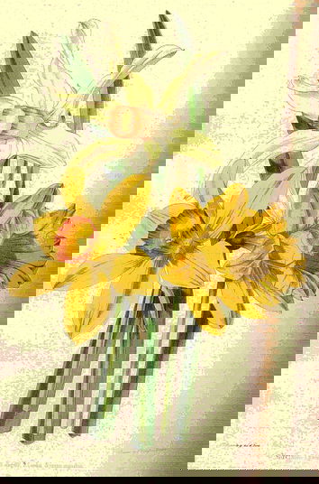 seedling_narcissi_1.jpg