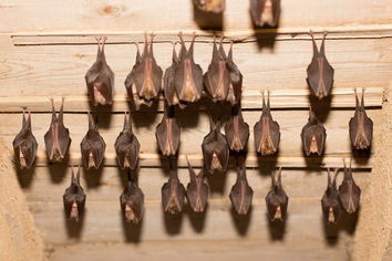 Lesser Horseshoe Bats at Hestercombe