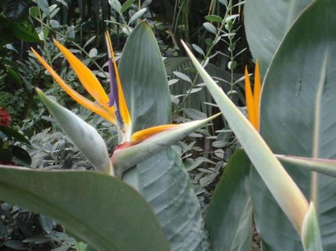 Pgds 20080312 162916 Bird Of Paradise 2