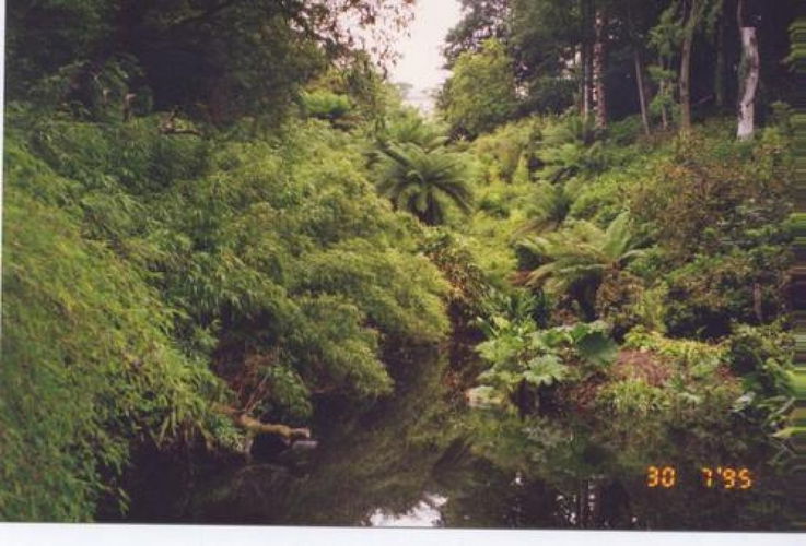 Pgds 20081204 154011 Lost Gardens Of Heligan Jungle Garden1995