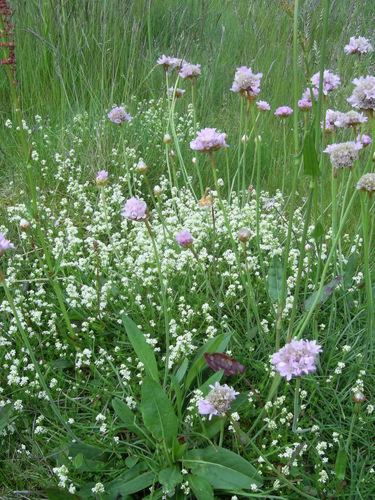 Pgds 20090620 190225 Thrift Lead Spoil