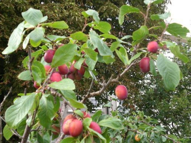 Pgds 20110822 143503 Victoria Plums