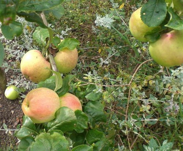 Pgds 20110822 143951 Bramley Apples