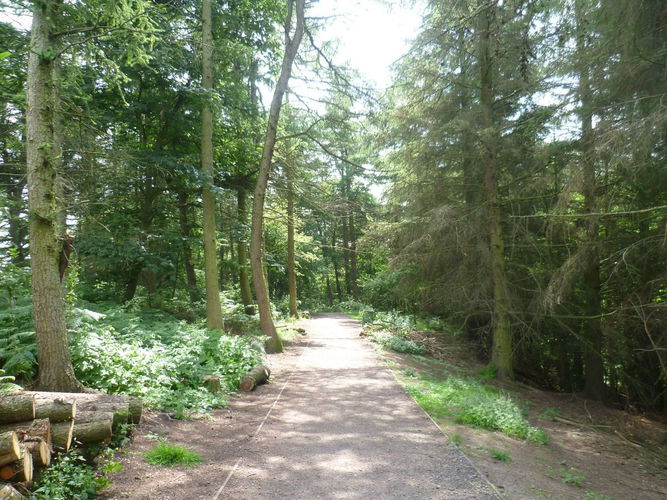 Pgds 20130718 195406 Woodland Walk