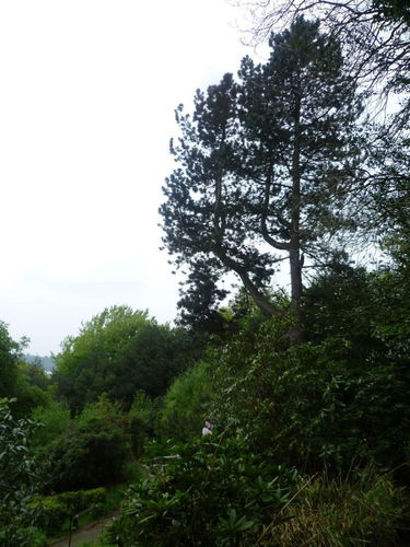 Pgds 20140506 194521 Specimen Trees