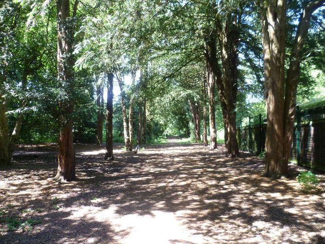 Pgds 20140714 202742 Conifer Walk
