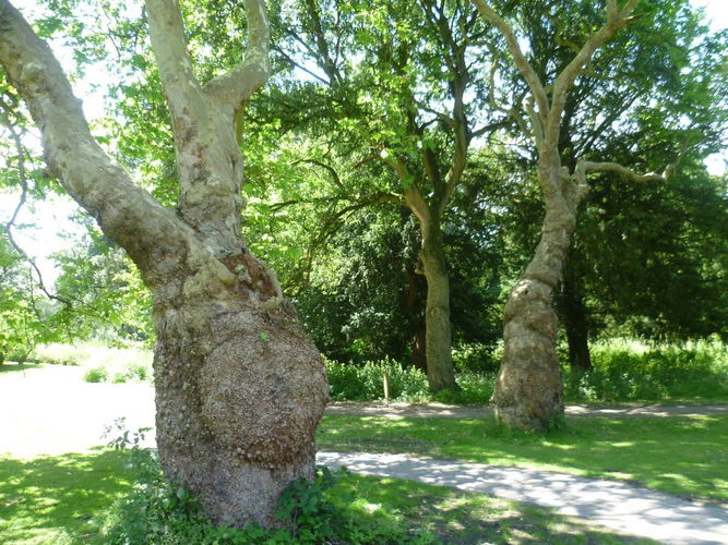 Pgds 20140715 134045 Specimen Trees