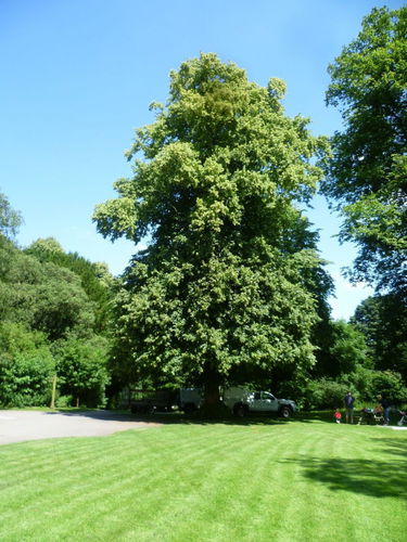 Pgds 20140715 134303 Specimen Trees Lime