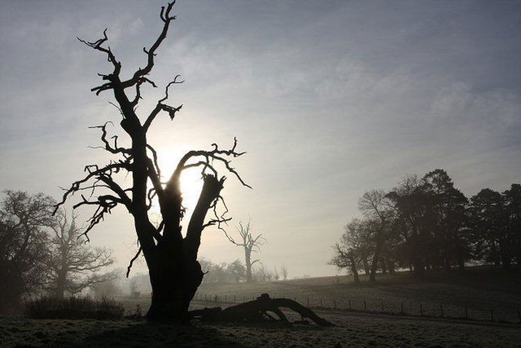 Pgds 20140905 201909 Silhouetted Tree In Ickworth Park Geograph Org Uk 638770