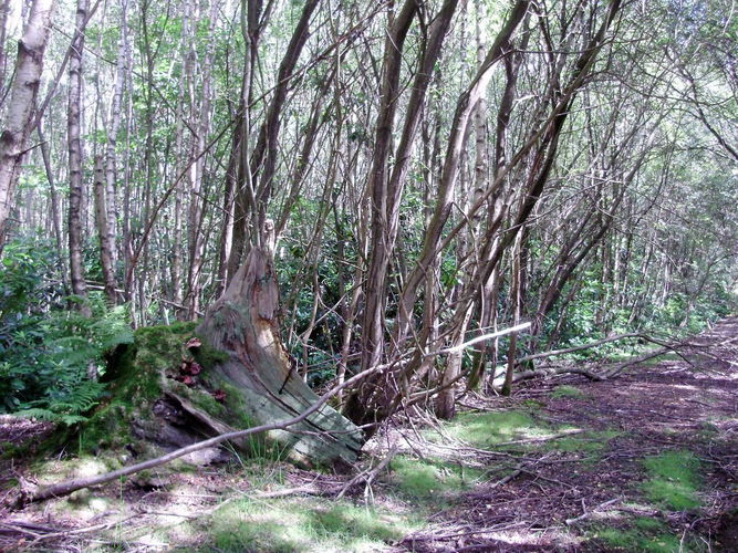 Pgds 20140917 142652 Coolhurst Woodlands3