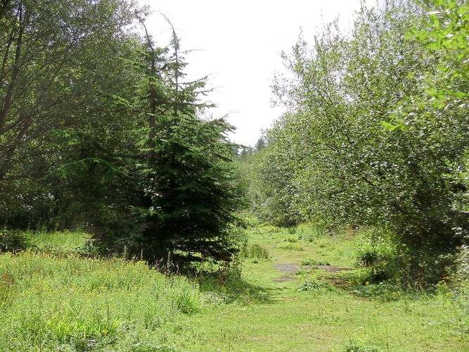 Pgds 20140917 142908 Coolhurst Woodlands9