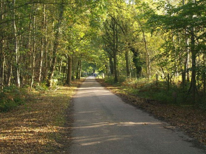 Pgds 20140925 153401 Woodland Drive   Thorndon Park   Geograph Org Uk   589413