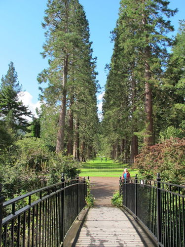 Pgds 20141010 152733 Benmore Giant Redwood Avenue