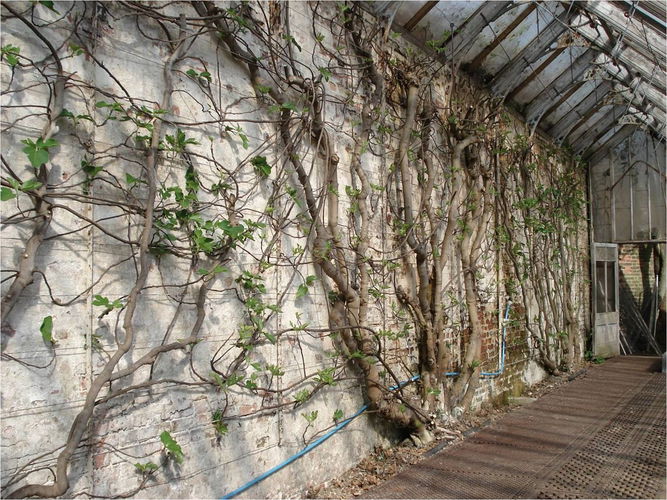 Pgds 20141210 151345 Interior Of Vinery