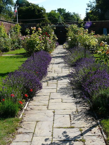 Pgds 20150728 113259 Rose Garden