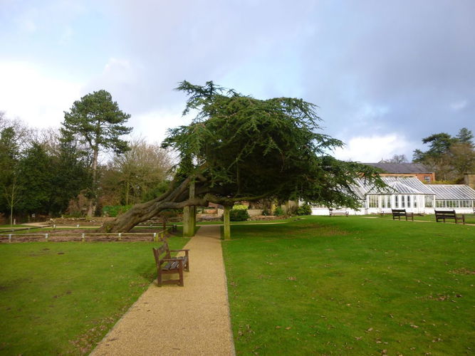 Pgds 20160201 123541 Formal Gardens With Specimen Tree