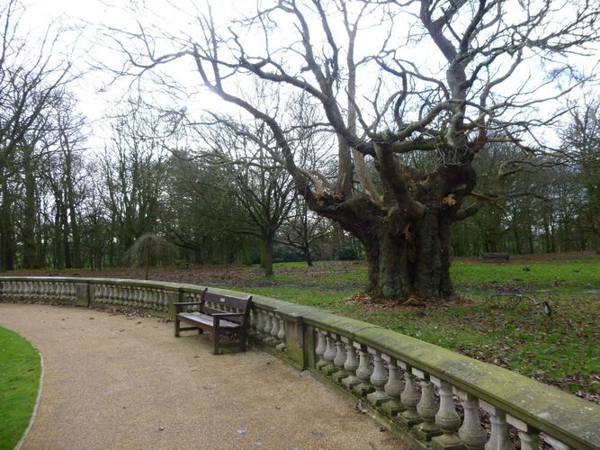 Pgds 20160201 152732 Specimen Tree