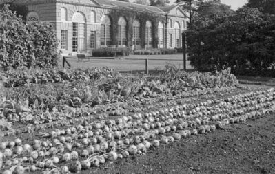 Gardening in wartime view of an allotment
